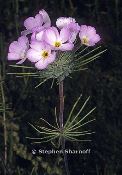 leptosiphon ciliatus 2 graphic